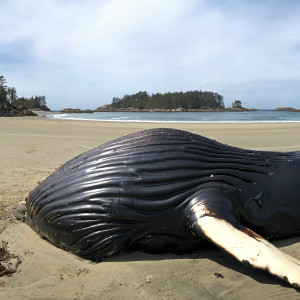 A Humpback Whodunit