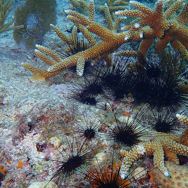 The Very Hungry Urchins