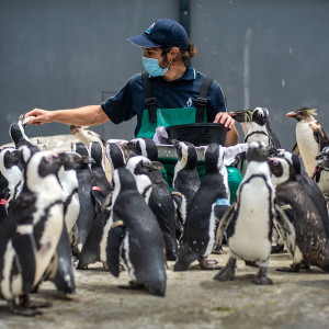 As African Penguins Go Hungry, a Debate Rages in South Africa: Who Gets the Fish?