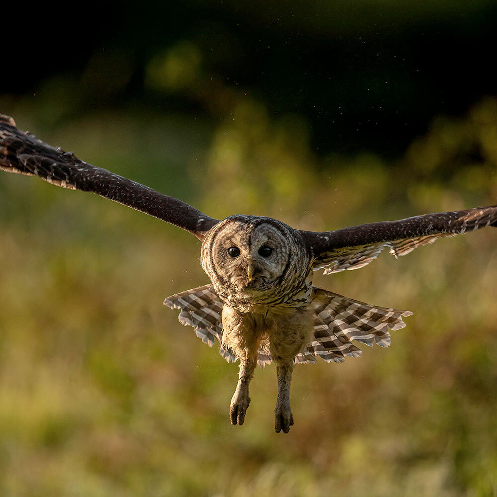 The Owls Who Came From Away