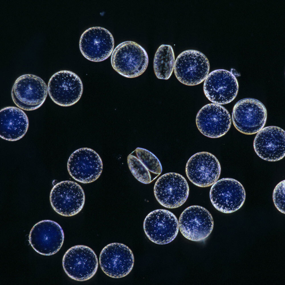 Philadephia’s Diatom Archive Is a Way, Way, Wayback Machine