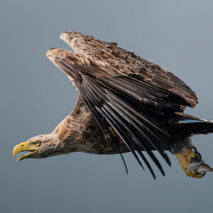 The Sea Eagles That Returned to Mull