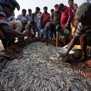 A Tour of Unloved Fishes