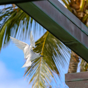 Birdopolis Part 2 of 3: Honolulu: A Seabird’s Surprising Five-Star Destination