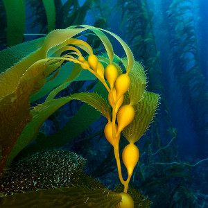 Kelp Gets on the Carbon-Credit Bandwagon