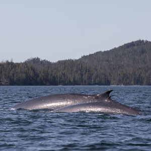 The Coming Collision Between Whales and Tankers on British Columbia’s Coast