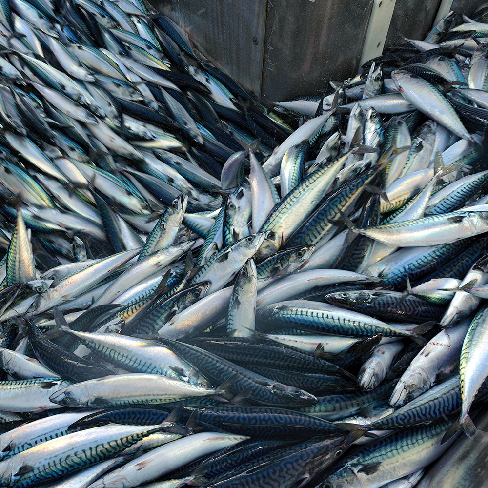 Holy Mackerel, Where’d You Go?