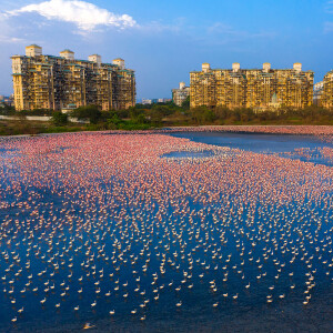Mumbai Embraces Its Booming Flamingo Population