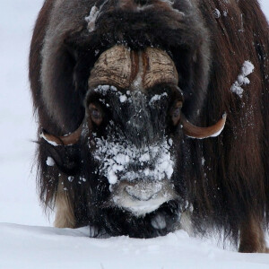 In Nome, Where the Muskoxen Roam … Controversially