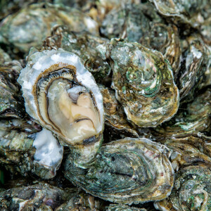 Farmer, the World May Not Be Your Oyster