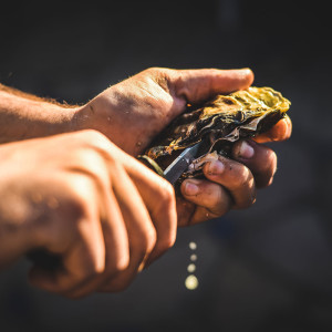 North Carolina’s Oysters Come Out of Their Shell