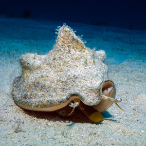 The Queen Conch’s Gambit