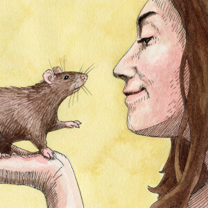 In Defense of the Rat