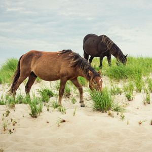 Romance, Politics, and Ecological Damage: The Saga of Sable Island’s Wild Horses