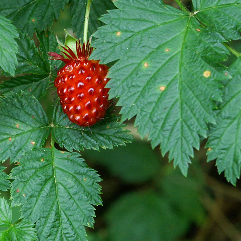 Thriving Together: Salmon, Berries, and People