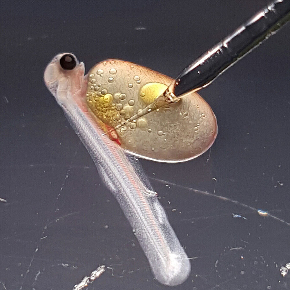Surrogacy Across Species
