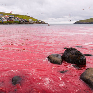 Blood in the Water, Food on the Table, Protestors on the Shore