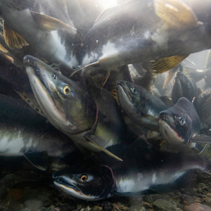 The Paradox of Salmon Hatcheries, Part 2 of 4 — Too Many Pinks in the Pacific