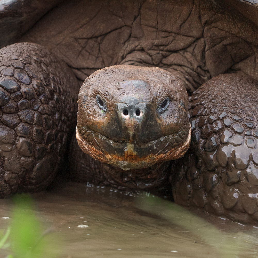 The Slow-Motion Destruction of Tortoises’ Slow-Motion Migration