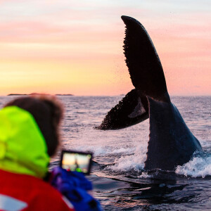 In Norway, Whale Watchers Churn a “Soup of Chaos”