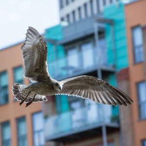 Birdopolis Part 1 of 3: The Gull Next Door