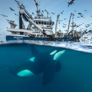 Clever Whales and the Violent Fight for Fish on the Line