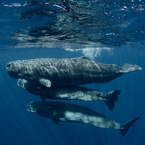 Are We on the Verge of Chatting with Whales?
