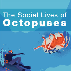 Bonus Episode: The Social Lives of Octopuses