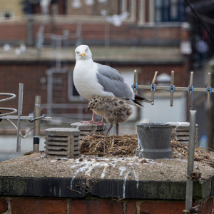 Birdopolis Webinar: Coastal Birds at Home in the City