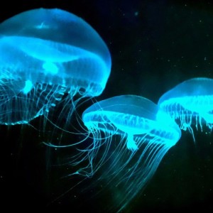 The Secret History of Bioluminescence (Rebroadcast)