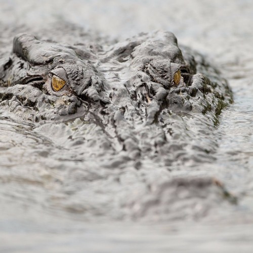 Crocodiles Rising