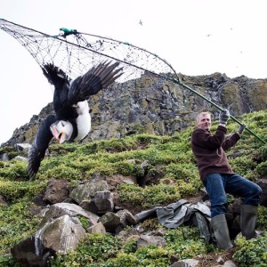 The Uncertain Future of Puffin for Dinner (Rebroadcast)