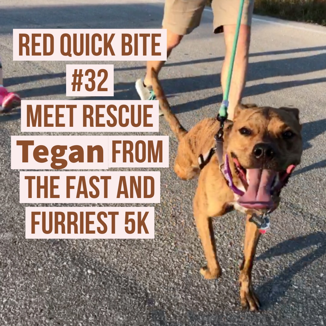 RED Quick Bite #32: Meet Tegan a Rescue from Fast and Furriest 5K