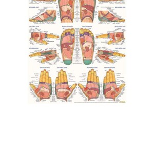 (PDF) Reflexology Poster (22 x 28 inches) - Laminated: a QuickStudy Anatomy Reference     Wall Chart â€“ May 31, 2014 Full