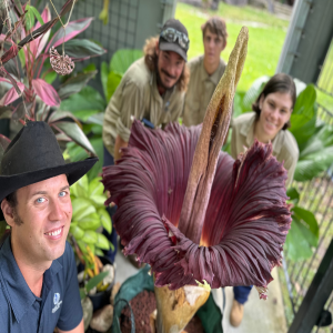 "Big Betty" Blooms in Cooktown