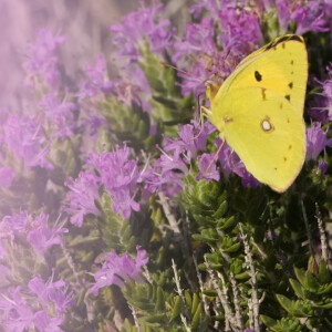 Gossamer by Robert Farrugia