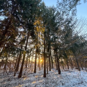 Morning Sun in Winter