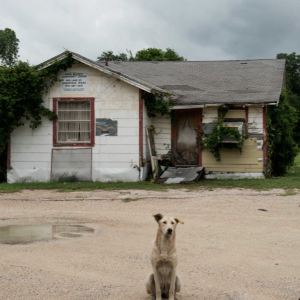 Sandbranch: a Deep-rooted Community by Claudia Heymach
