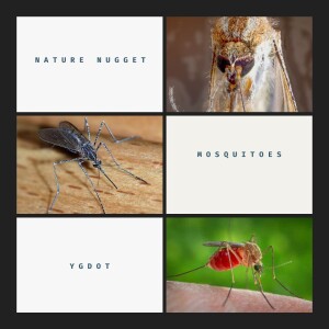 Nature Nugget: Mosquitoes