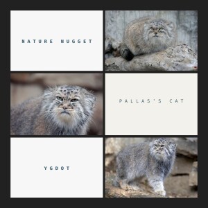 Nature Nugget: Pallas’s Cat