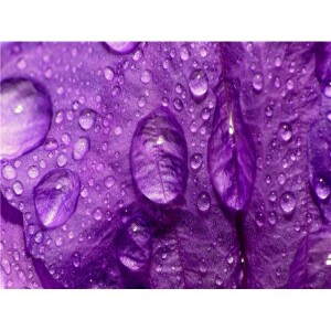 Being The Difference You Want To See: Prince Remembered; Regina Smith’s Benefit