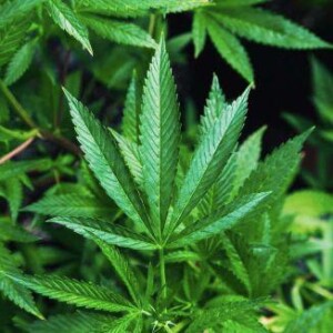 Ep 213 - Growing Like A Weed