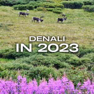 Visiting Denali in 2023