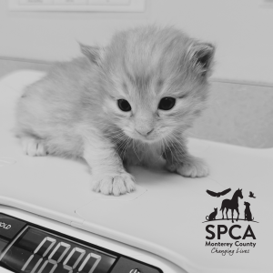 SPCA Stories - Abigail Shaw & Destinee Lopez on Fostering