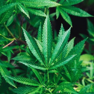 Conscious Counseling and Cannabis with Jen Lawless of Signal Growth