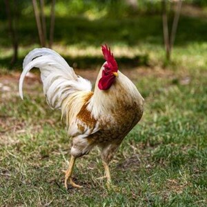 Перепелов и Алехандро. Самооценка или высокомерие?