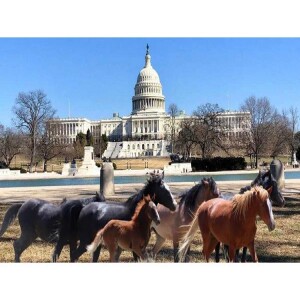 Animal Advocates Radio “Voices Carry For Animals #392”- Save Our Wild Horses