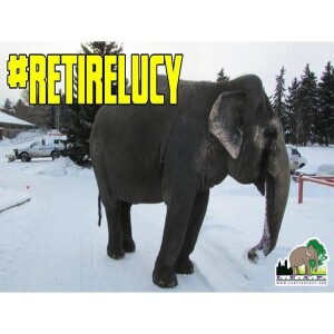 Animal Advocates Radio “Voices Carry For Animals #432- #RetireLucy the Elephant