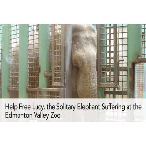 Animal Advocates Radio “Voices Carry For Animals #444”- FREE Lucy the Elephant