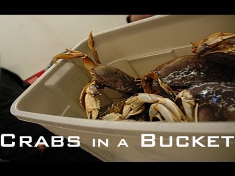 Crabs In A Bucket